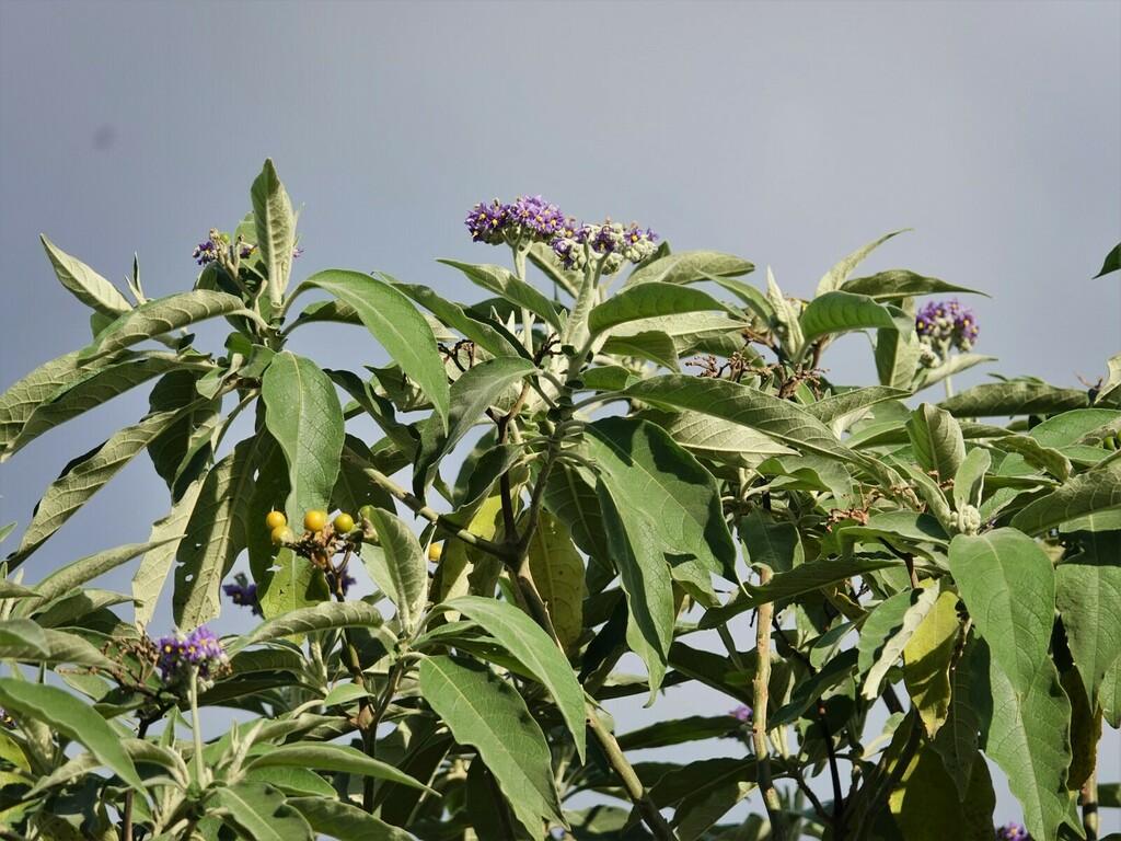 bugweed from 43 Te Puna Station Road, Te Puna 3176, New Zealand on