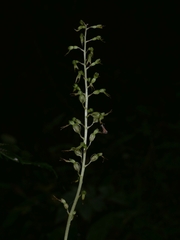 Neottia ovata
