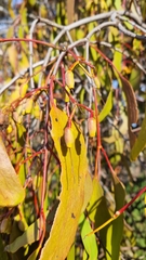 Amyema miquelii