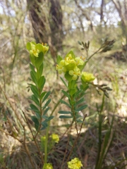 Pimelea flava