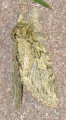 Peridea anceps