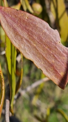 Amyema miquelii