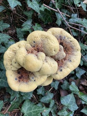 Phaeolus schweinitzii