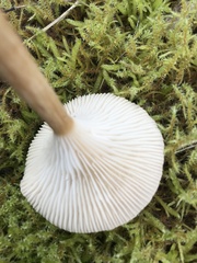 Cantharellula umbonata