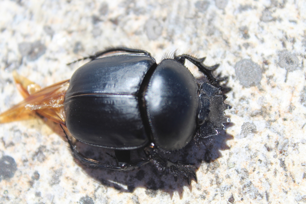 Sacred Scarab