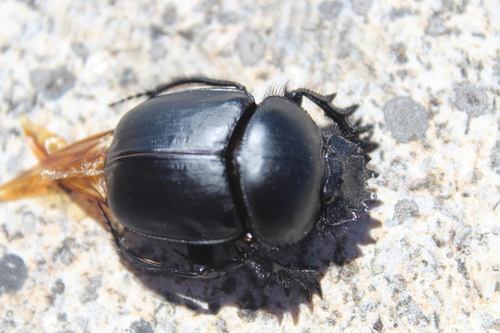 Sacred Scarab