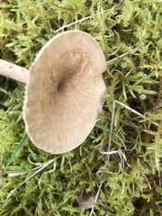 Cantharellula umbonata