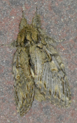 Peridea anceps