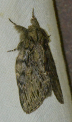 Peridea anceps