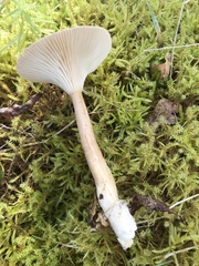 Cantharellula umbonata