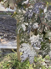 Sawadaea tulasnei
