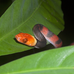 Siphlophis compressus