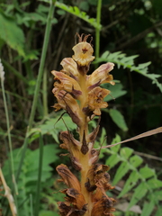 Orobanche reticulata