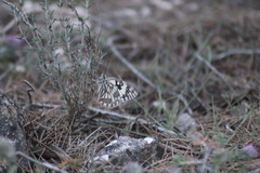 Melanargia occitanica