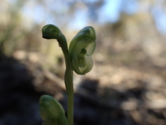 Pterostylis mutica