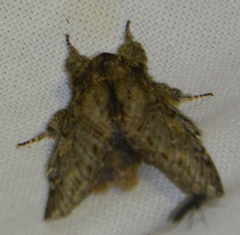 Peridea anceps