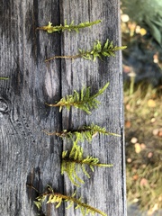 Palustriella decipiens