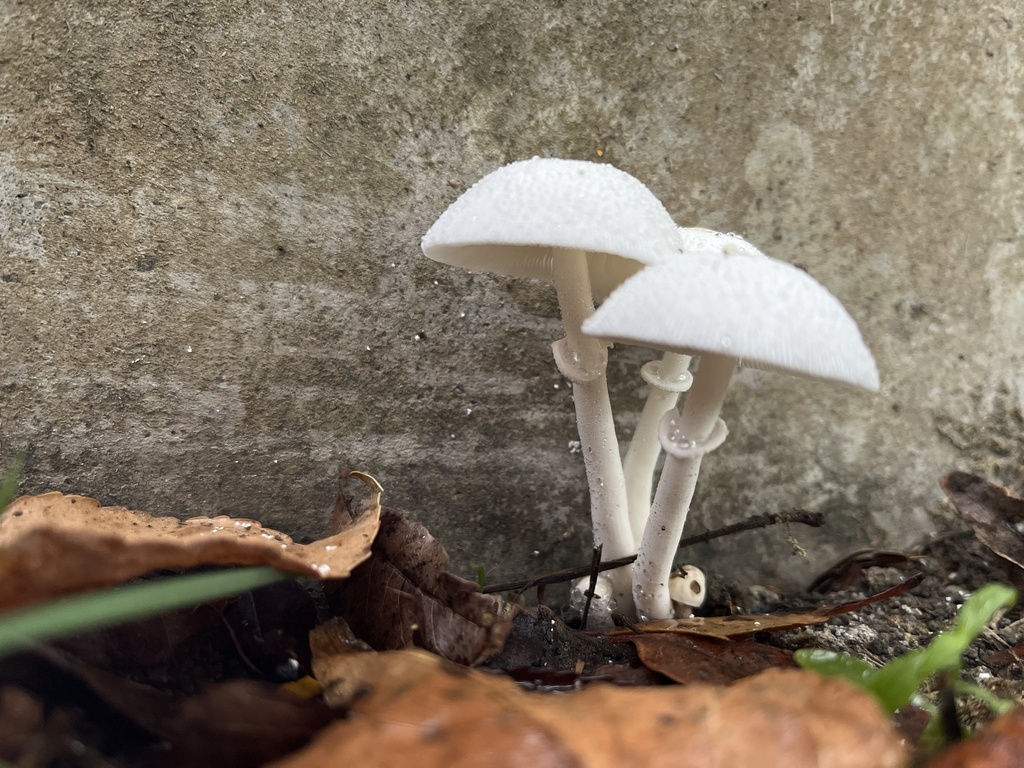 Leucocoprinus cepistipes · September 2022 · photo: © naturalist9238 (iNaturalist, cc-by)