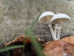 Leucocoprinus cepistipes