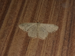 Scopula marginepunctata