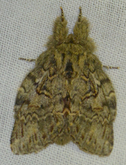 Peridea anceps