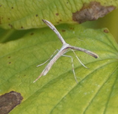 Emmelina