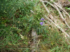 Campanula persicifolia