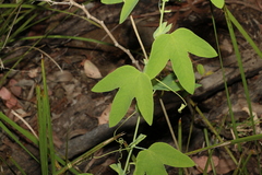 Passiflora subpeltata