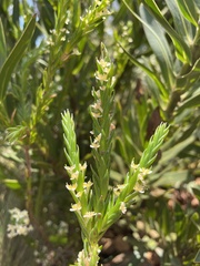 Thymelaeaceae