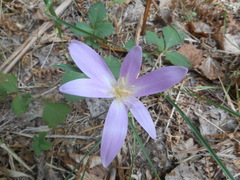 Colchicum lusitanum