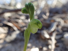 Pterostylis mutica