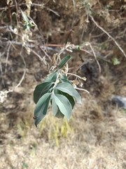Elaeagnus