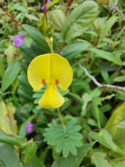 Smithia hirsuta