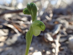 Pterostylis mutica