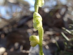 Pterostylis mutica