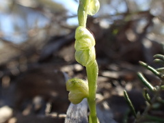 Pterostylis mutica