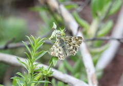 Muschampia lavatherae