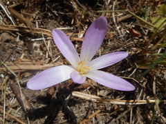 Colchicum lusitanum