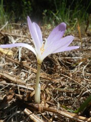 Colchicum lusitanum