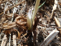 Colchicum lusitanum