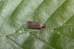 Acompsia cinerella