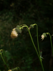 Cirsium erisithales