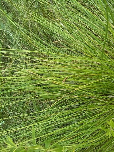 Image of Carex appropinquata by (c) Andre Hosper, some rights reserved (CC BY)