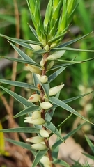 Melichrus urceolatus