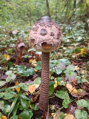 Macrolepiota procera