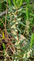 Melichrus urceolatus