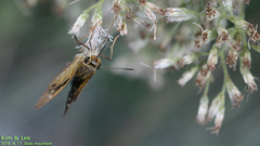 Polytremis zina