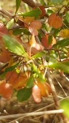 Dodonaea viscosa
