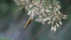 Polytremis zina