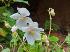 Begonia crenata